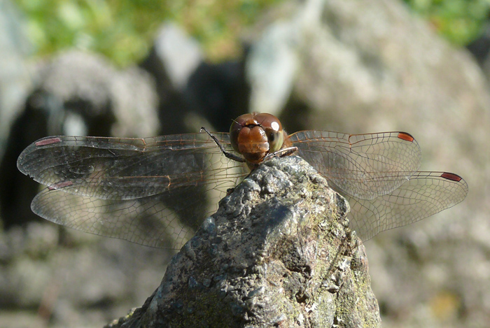 Chalcolestes viridis